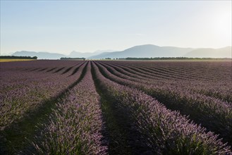 Lavender field