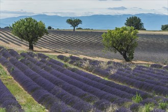 Blooming lavender field