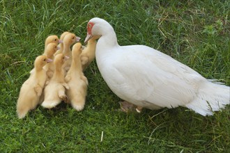 Muscovy Duck (Cairina moschata) with her ducklings