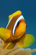 Red Sea clownfish (Amphiprion bicinctus) in front of Anemone