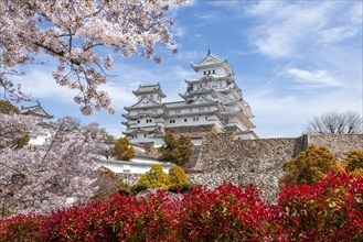 Blossoming cherry trees