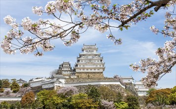 Blossoming cherry trees