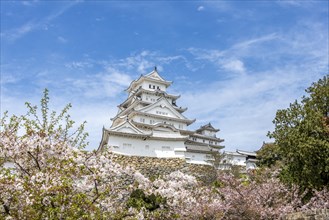 Blossoming cherry trees