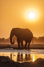 African elephant (Loxodonta africana) backlit at a sunset waterhole