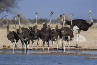 Common ostriches (Struthio camelus)