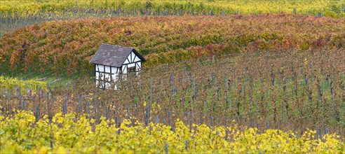 Vineyard cottage between the vines in autumn