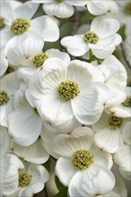 Pacific Dogwood (Cornus nuttallii)