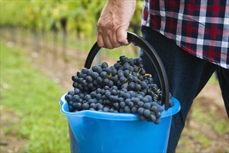 Winemaker or vintner harvesting grapes in his vineyard