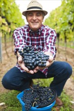 Winemaker or vintner harvesting grapes in his vineyard