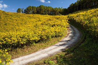 Road through field of Tree marigold
