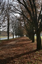 Tree-lined walk