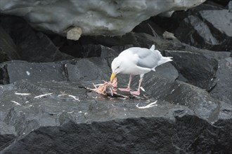Glaucous Gull (Larus hyperboreus) feeding on a Brunnich's Guillemot (Uria lomvia)