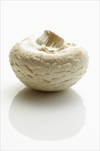 Champignon or Button Mushroom (Agaricus)