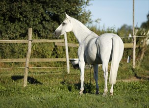 Grey Thuringian Warmblood mare standing in a paddock