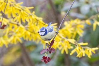 Blue Tit (Cyanistes caeruleus syn Parus caeruleus)