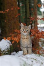 Wildcat (Felis silvestris)