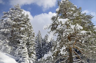 Snow-covered spruce trees (Picea abies) and pine trees (Pinus sylvestris) in a mountain forest