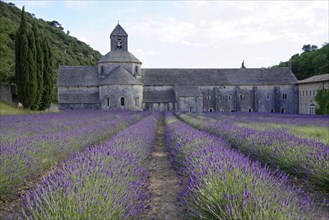 Cistercian Senanque Abbey with lavender field