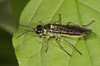 Sawfly species (Rhogogaster viridis)