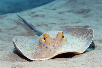 Bluespotted ribbontail ray (Taeniura lymma) on sandy bottom