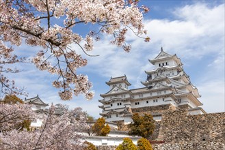 Blossoming cherry trees