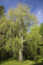 Weeping willow tree (Salix sp.) at springtime