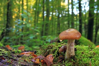 Honey fungus (Armillaria sp.) in a forest