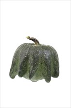 Ornamental gourd variety