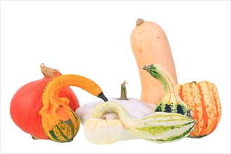 Various types of squashes or pumpkins
