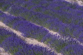 Lavender field