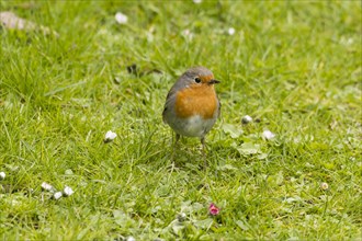 Robin (Erithacus rubecula)