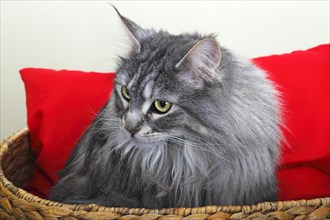 Maine Coon cat in a basket with a red cushion