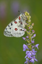 Apollo Butterfly (Parnassius apollo) on a Short-spurred Fragrant Orchid (Gymnadenia odoratissima)