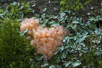 Red Raspberry Slime (Tubifera ferruginosa)