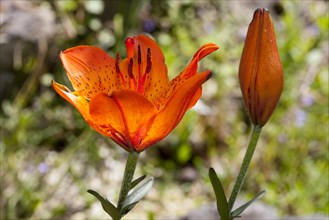 Orange Lily (Lilium bulbiferum)