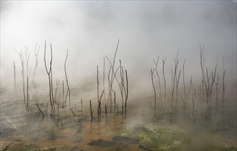 Dead branches in thermal lake