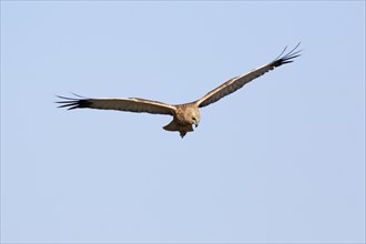 Western marsh-harrier (Circus aeruginosus)