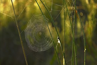Cycle net of a spider between stalks with morning dew