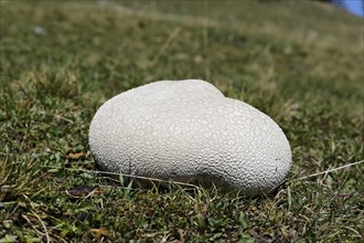 Mosaic Puffball (Lycoperdon utriforme) on a pasture