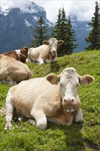 Ruminating cows (Bos primigenius taurus)