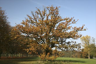 Autumn in the recreation area at Decksteiner Weiher lake