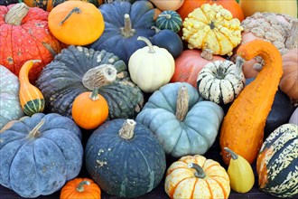 Selection of different varieties of pumpkin