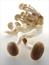 Hon-Shimeji mushrooms