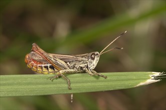 Rufous Grasshopper (Gomphocerus rufus)