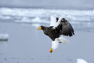 Steller's Sea Eagle (Haliaeetus pelagicus) in flight
