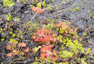 Round-leaved sundew (Drosera rotundifolia) on peat soil with peat moss (Sphagum sp.)