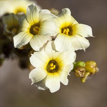 Pale Yellow-eyed Grass or Satin Flower (Sisyrinchium striatum)