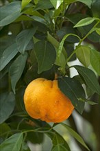 Ripe Bitter oranges (Citrus aurantium) on branch