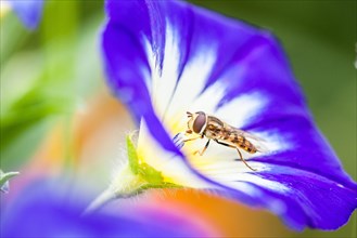 Marmalade hoverfly (Episyrphus balteatus) in blossom