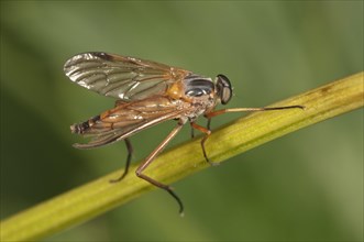 Downlooker Snipefly (Rhagio scolopaceus)